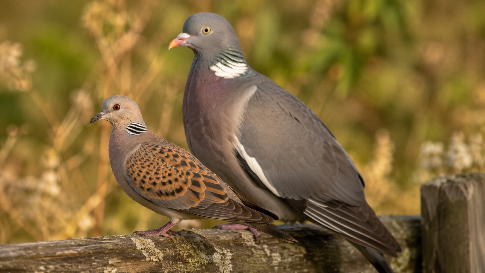 Palomas y tórtolas (Columbidae)