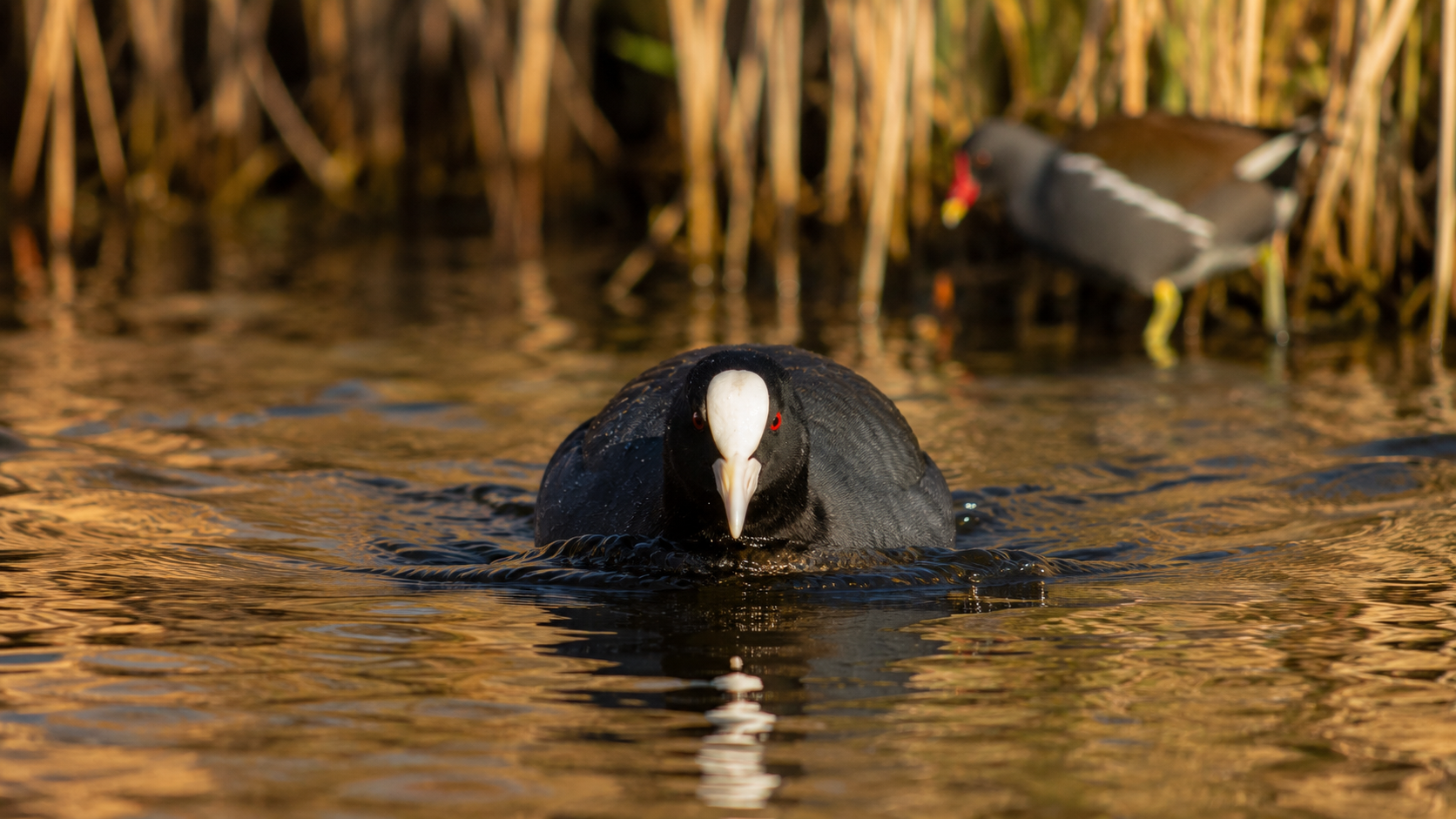 Rálidos (Rallidae)