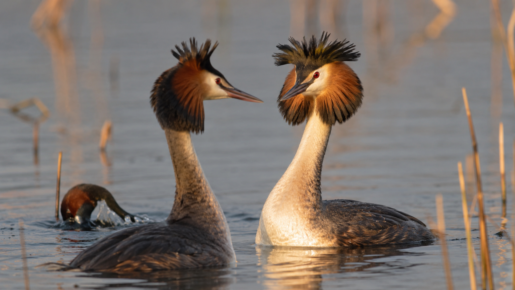 Zampullines (Podicipedidae)