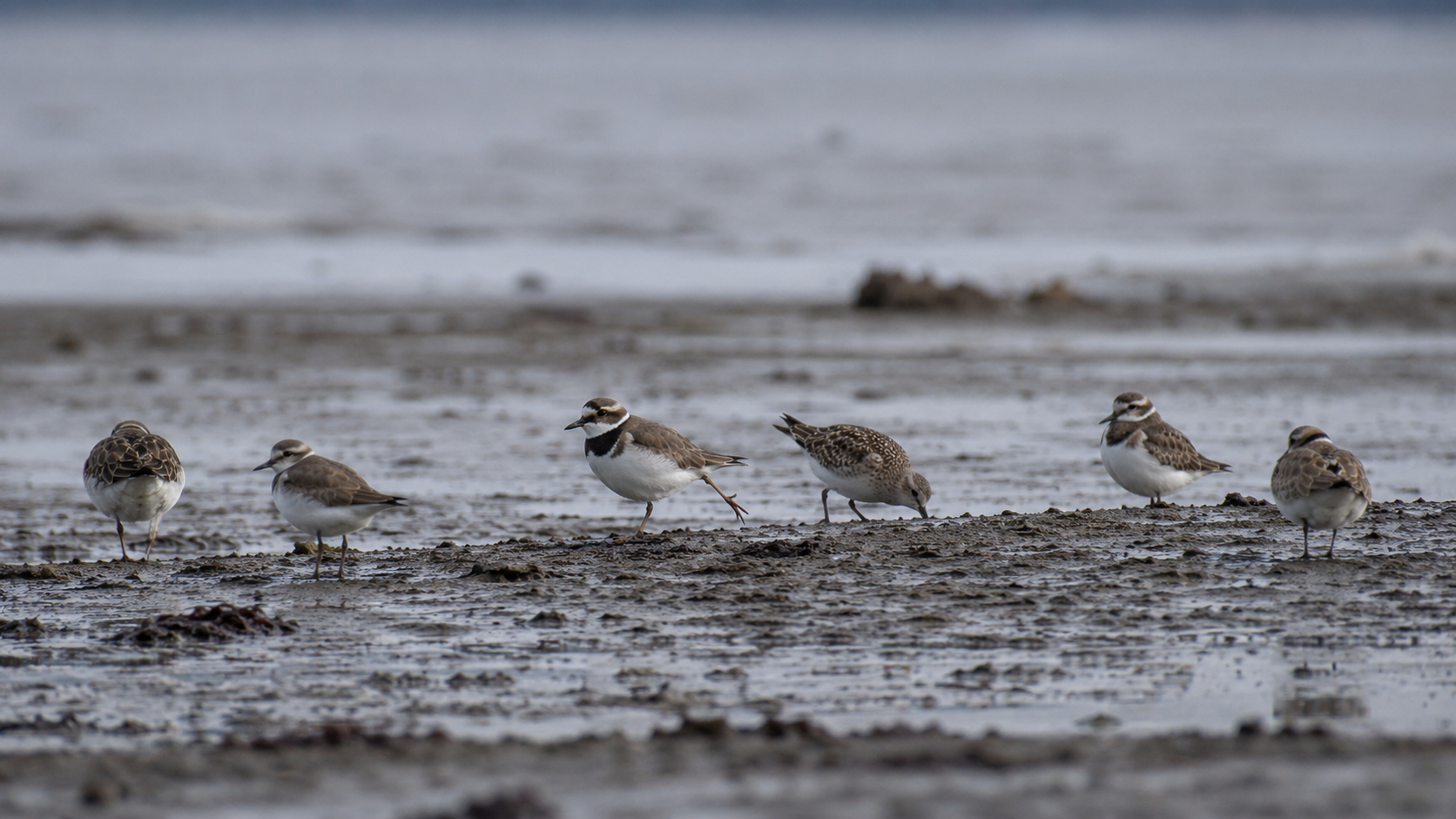 Aves de paso