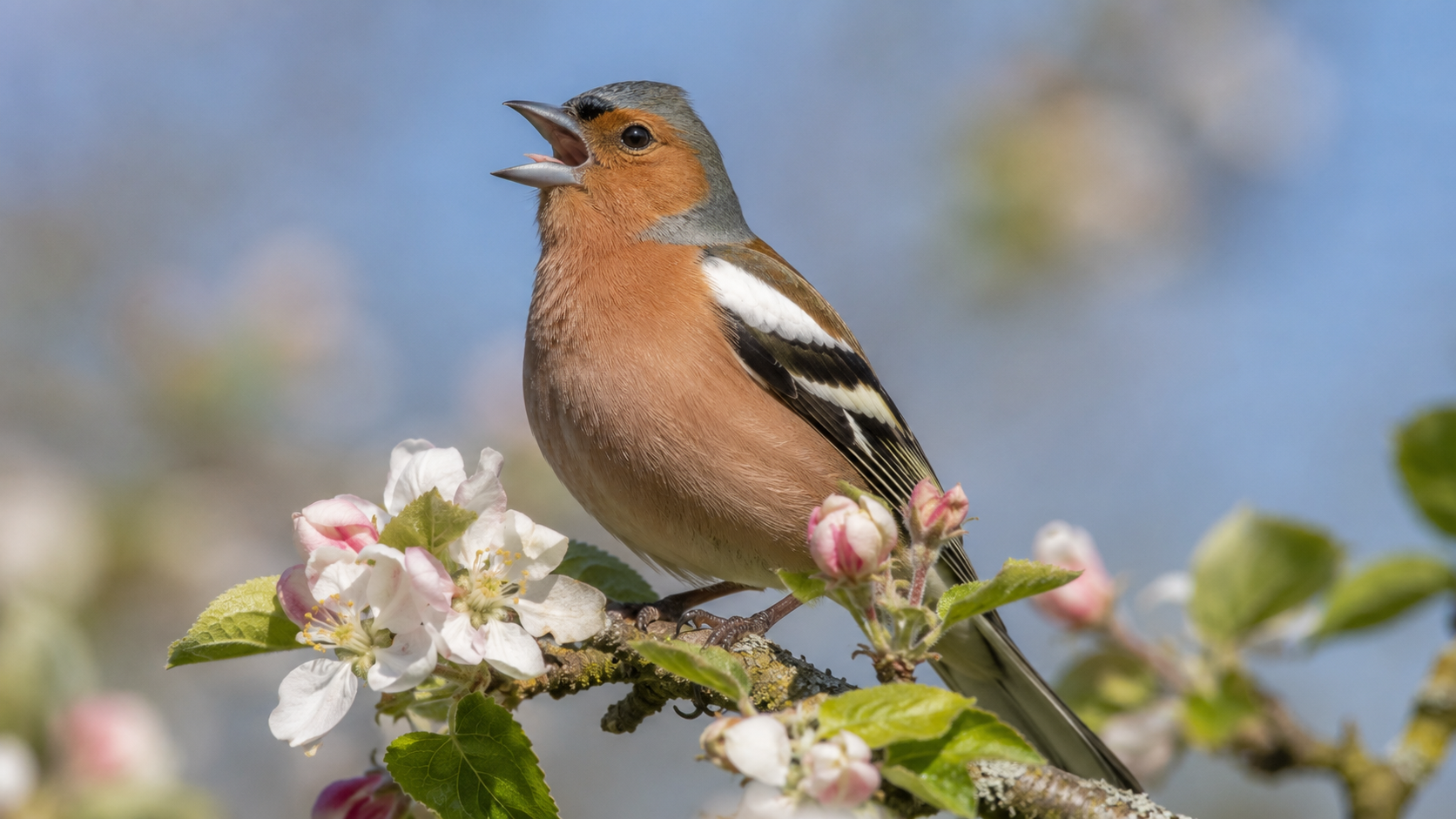 Зяблик