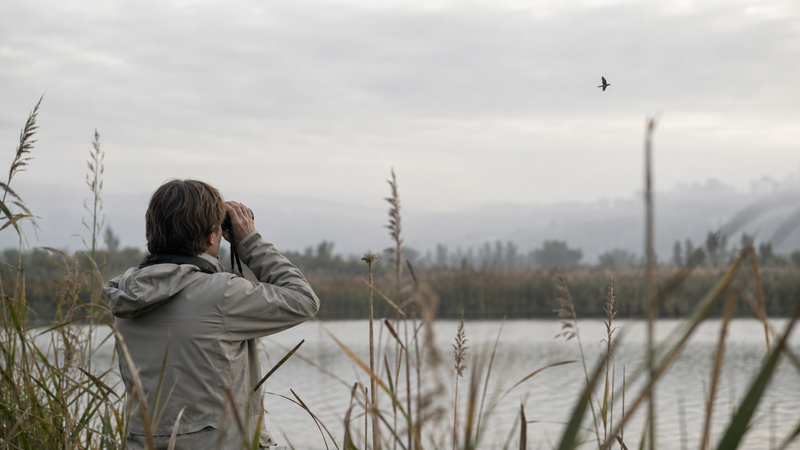 Errores frecuentes al identificar aves