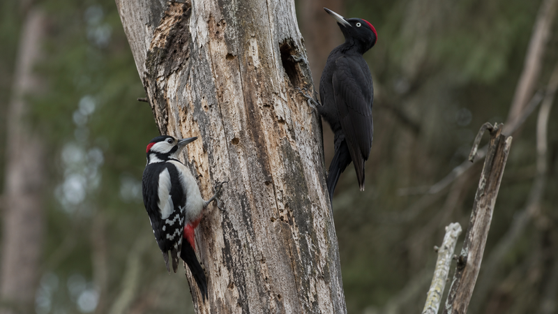 Pájaros carpinteros (Picidae)