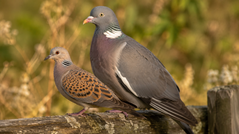 Palomas y tórtolas (Columbidae)