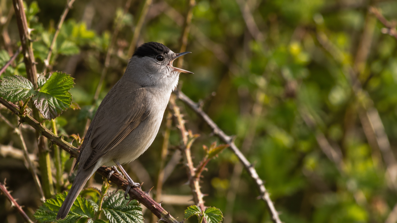 Currucas del género Sylvia (Sylviidae)