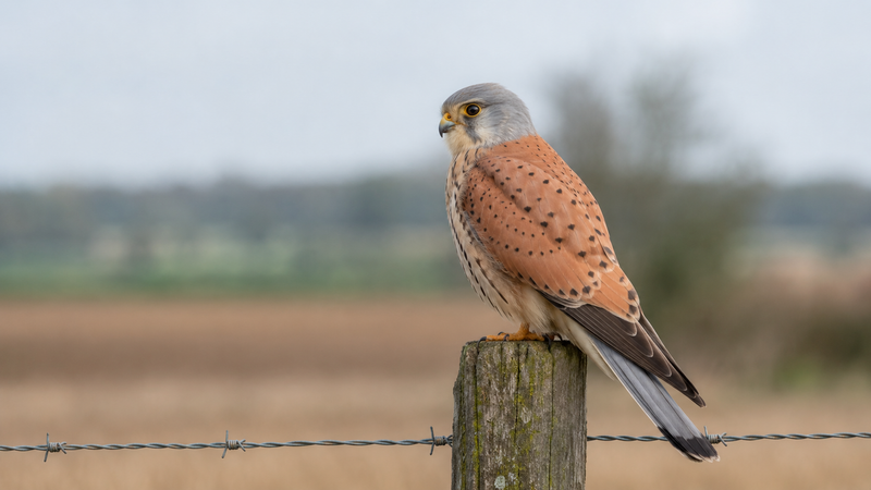Halcones (Falconidae)