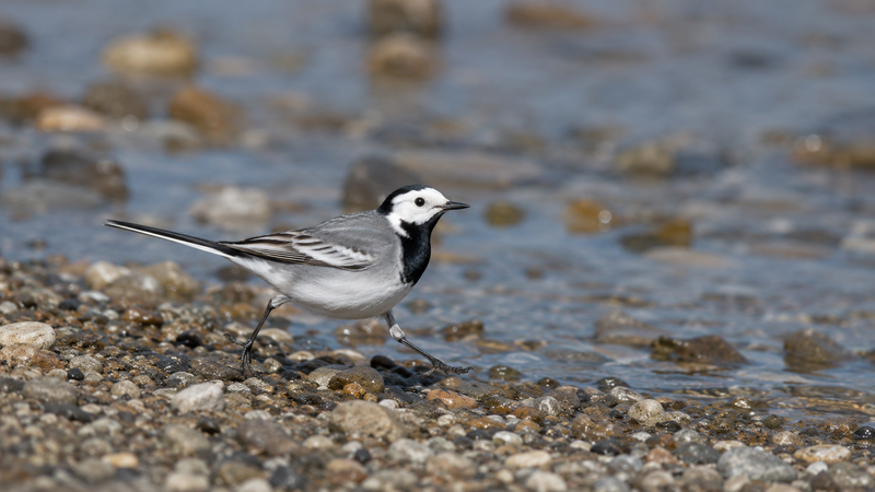 Lavanderas y bisbitas (Motacillidae)