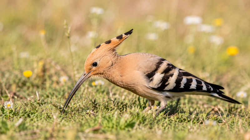 Abubillas (Upupidae)