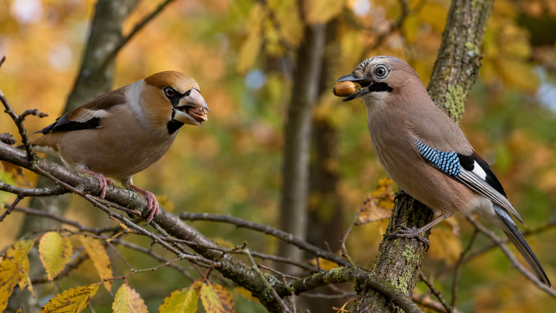 Qué comen las aves