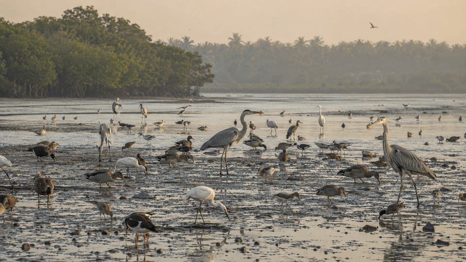 Cuántas especies de aves existen