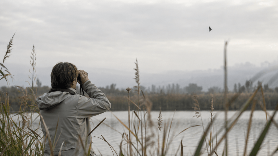Errores frecuentes al identificar aves
