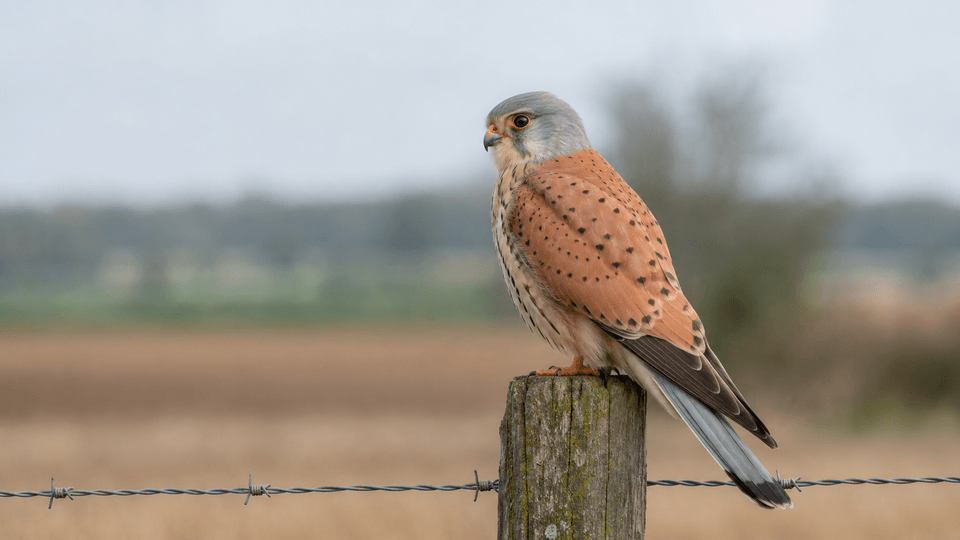 Halcones (Falconidae)