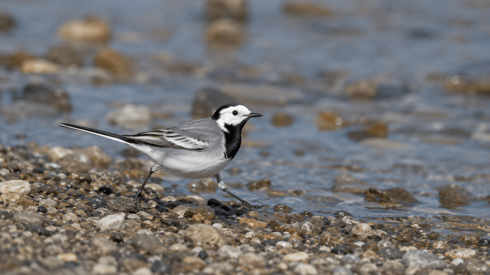 Трясогузковые (Motacillidae)