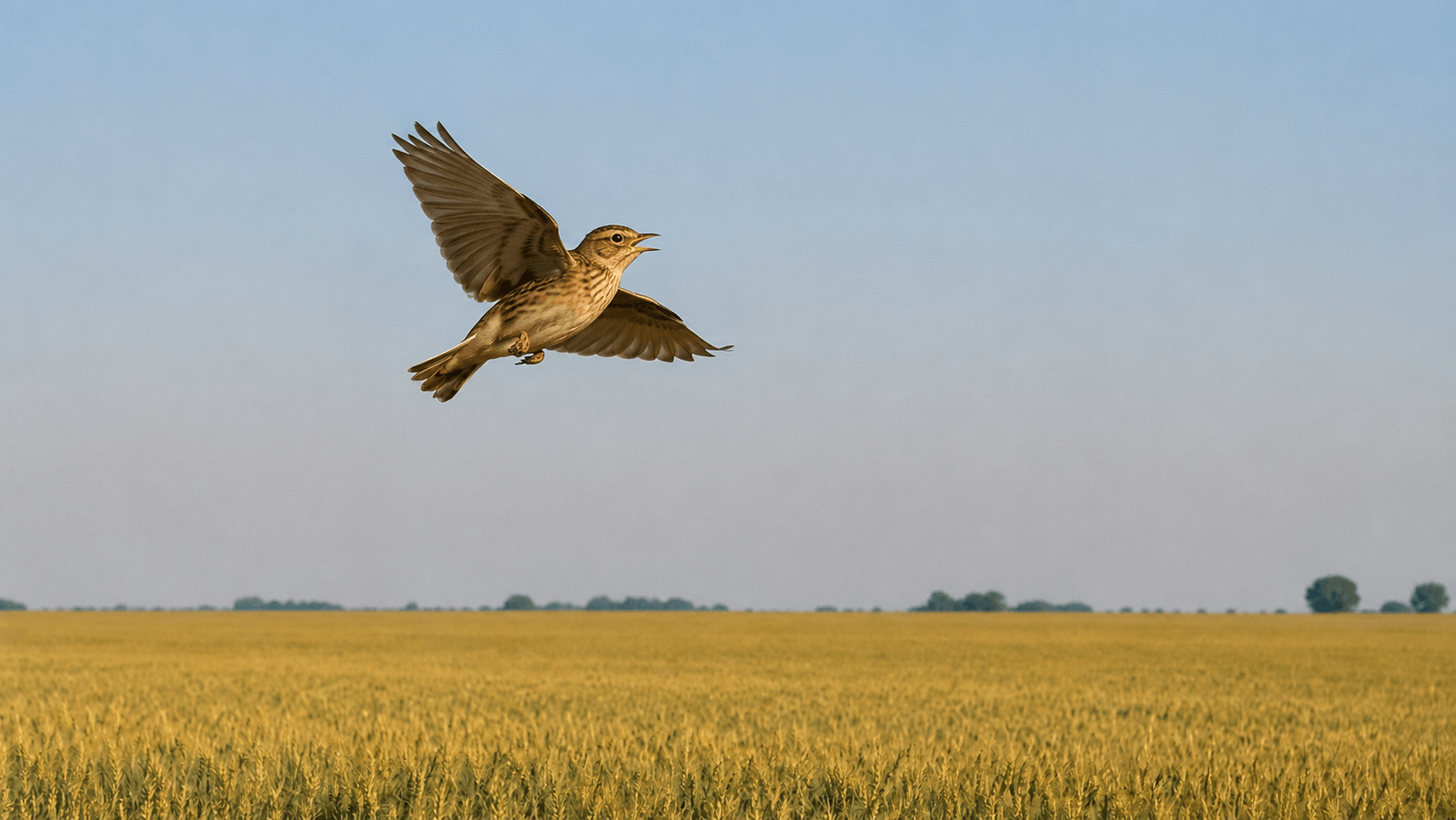 Alondras (Alaudidae)