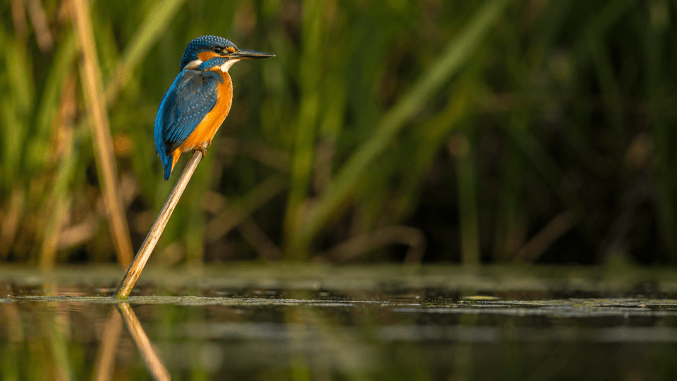Por qué las aves tienen plumaje brillante